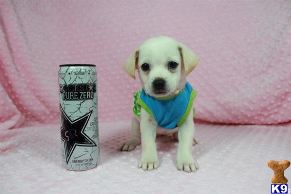 lvpuppyheaven Picture 1
